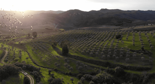 olive grove vista