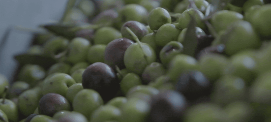 olives being harvested