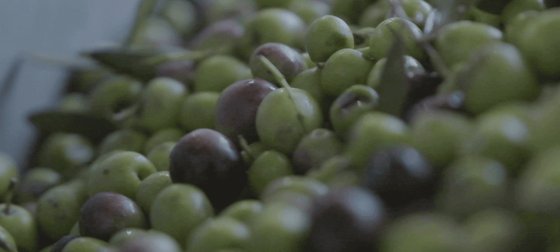 olives being harvested