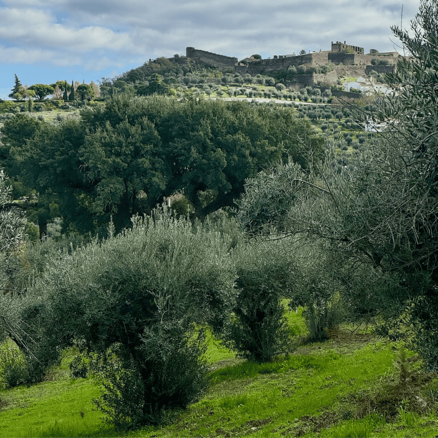 Olive Oil Club