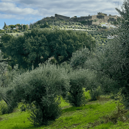 Olive Oil Club