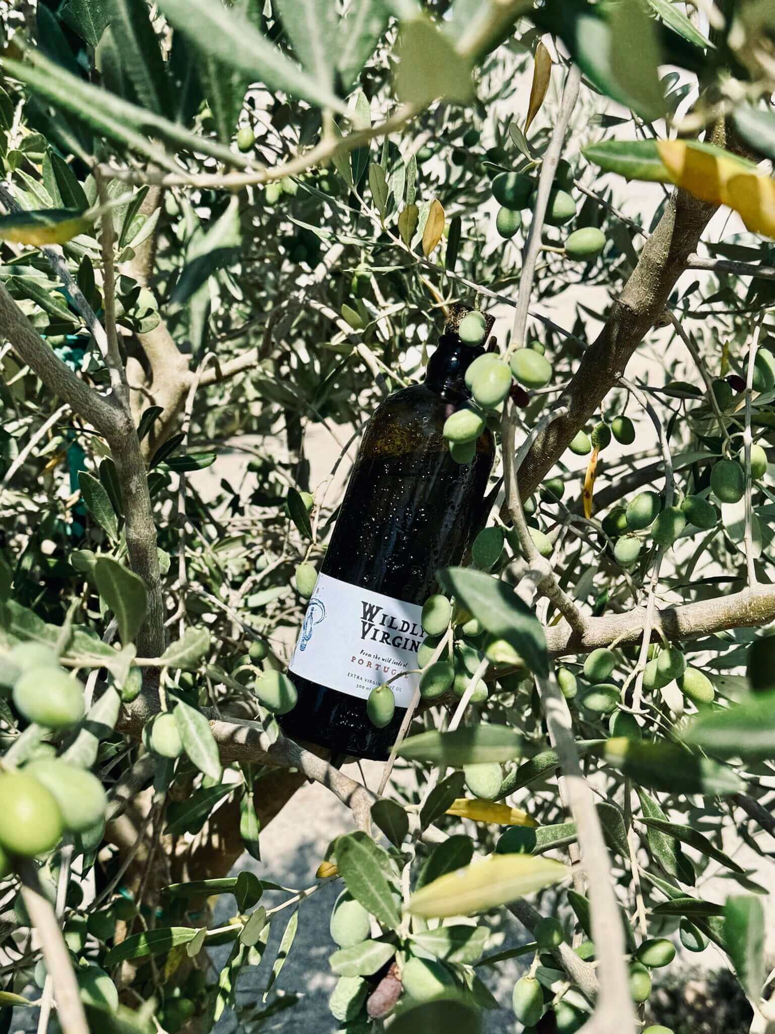 The Wildly Virgin bottle hanging in an olive tree