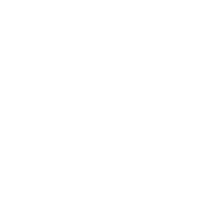 Euculyptus