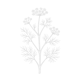 Wild Fennel