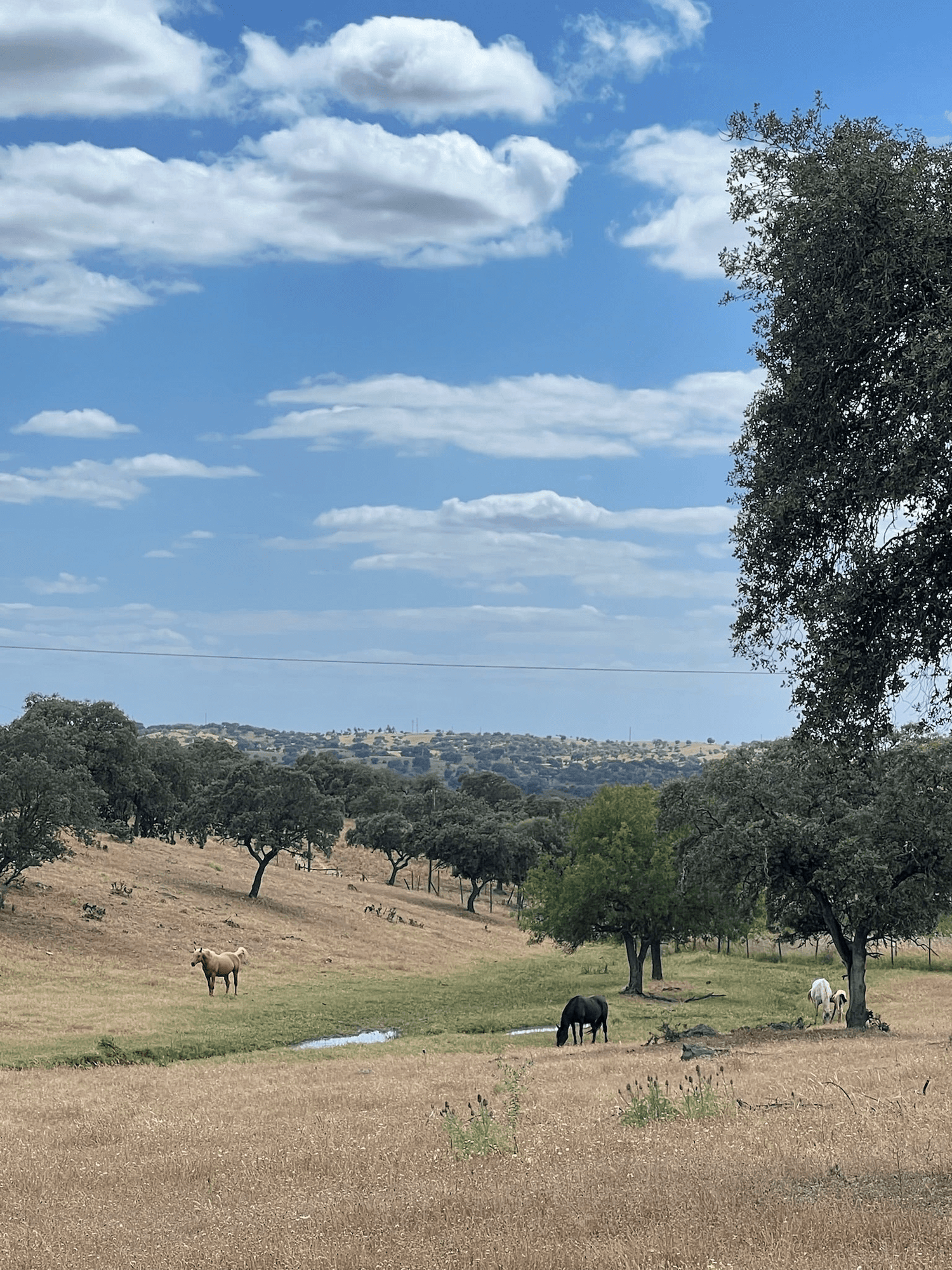 A photo of the Alentejo region in Portugal with horses eating in fields with trees