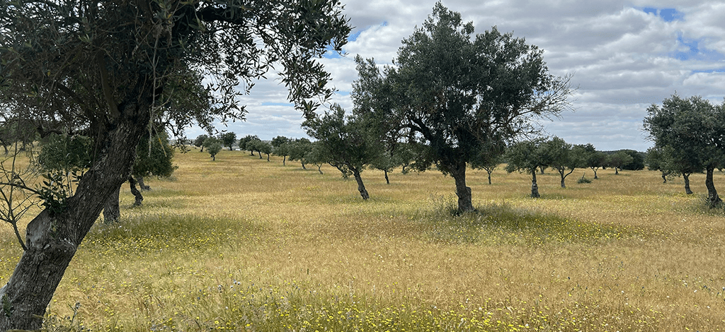 A typical olive grove with wild flowers in Alentejo Portugal