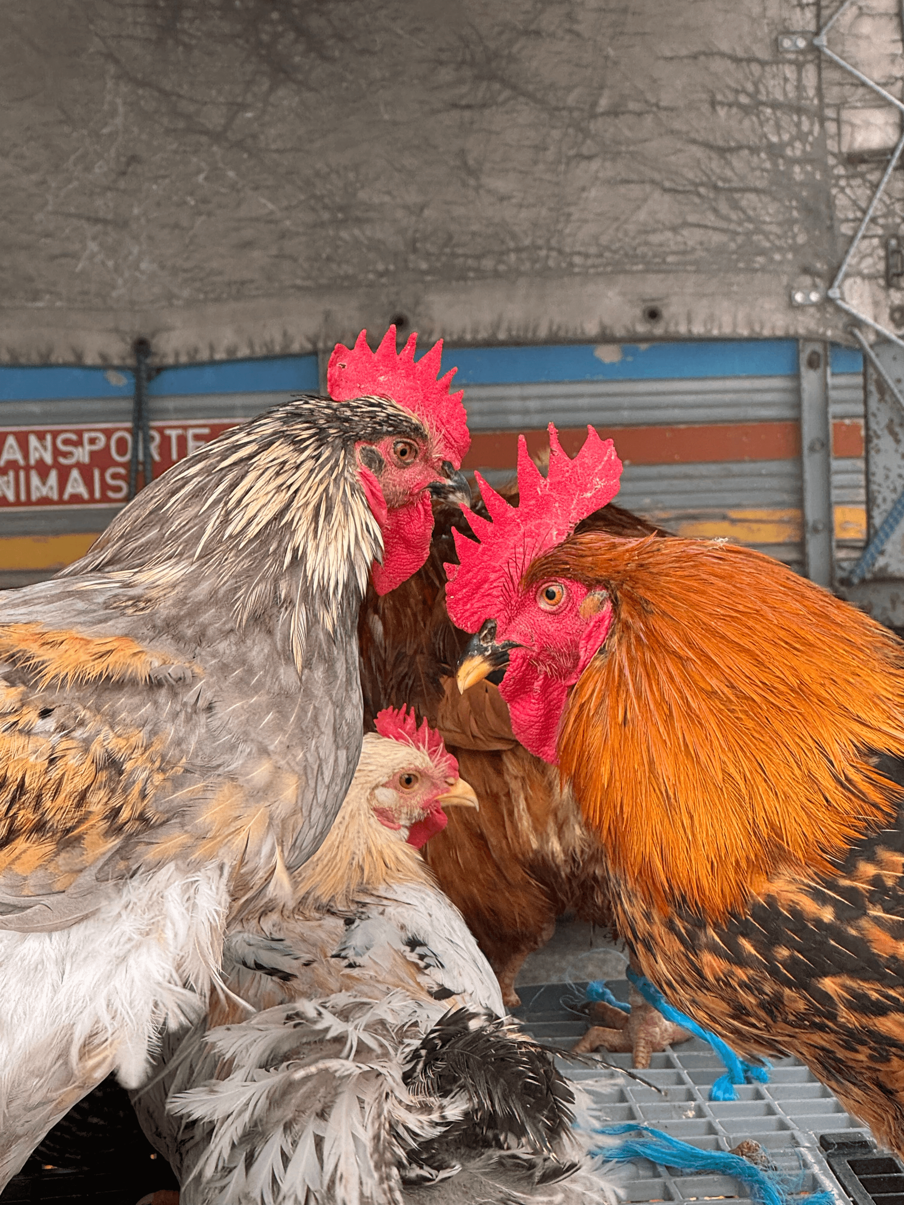 Portuguese roosters at a farmers market in Malveira da Mafra