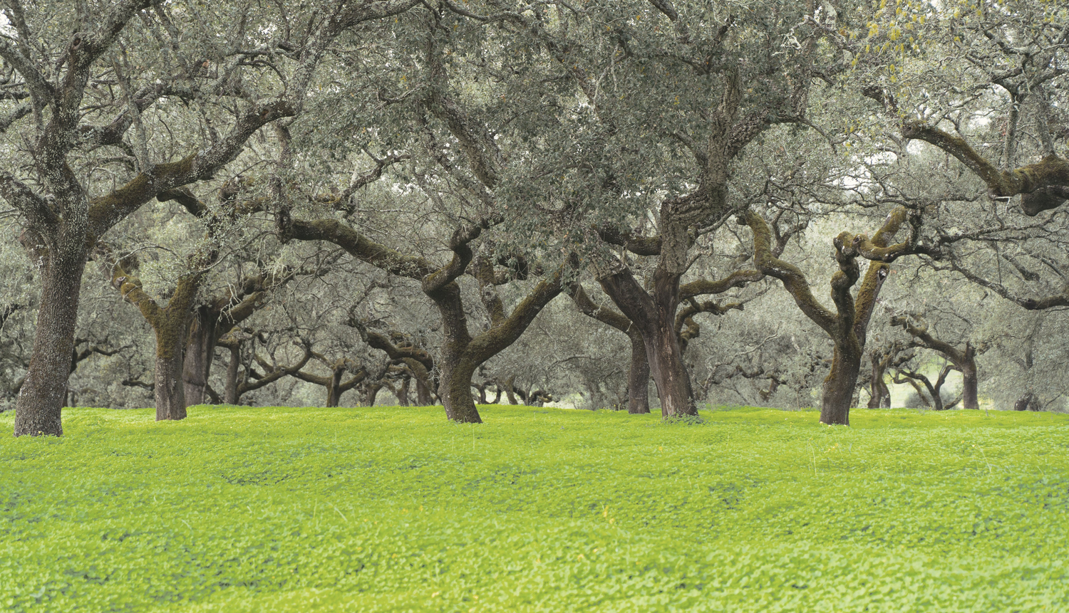 Cork tree forest with moss and green ground