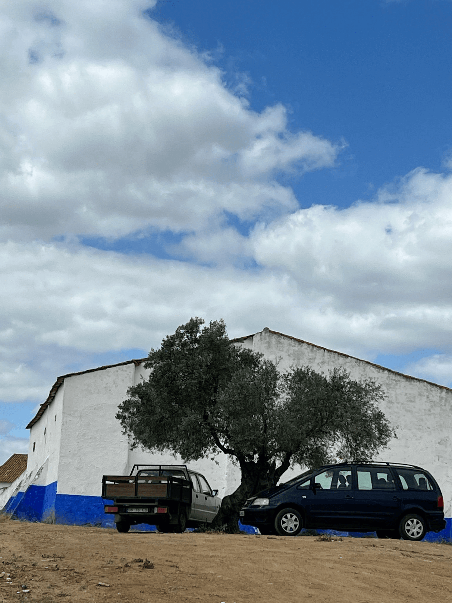 An old olive tree with cars parked around it and a traditional Portuguese building behind it