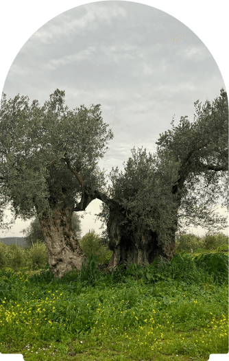 A thousand year old olive tree in Alentejo Portugal