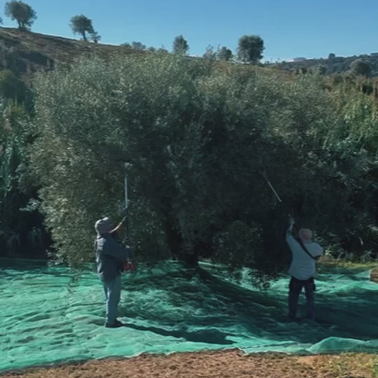 Olives being harvested