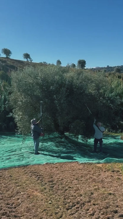 Olives being harvested