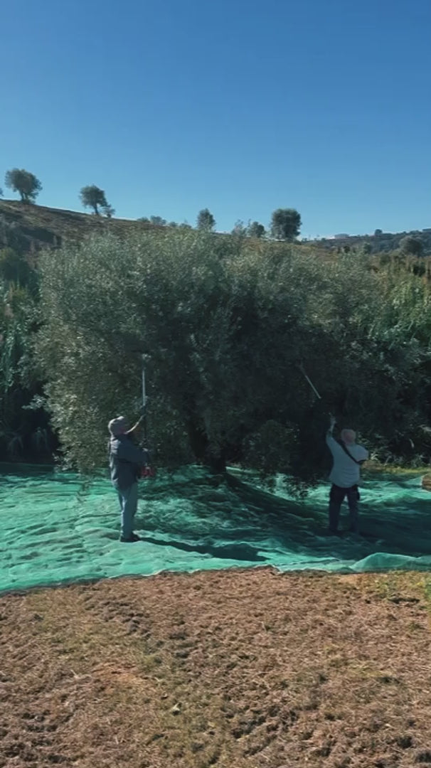 Olives being harvested